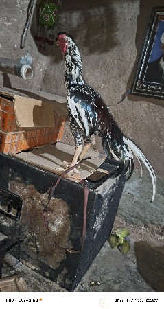 અસિલનોમુરઘો