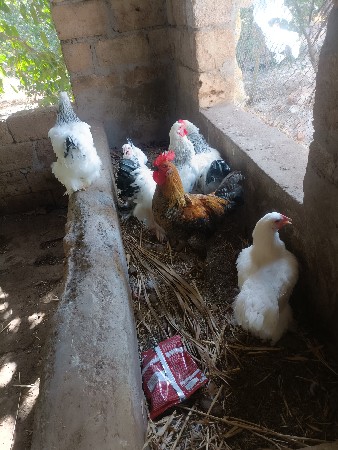 બ્રહ્મા મરઘી ના ઈંડા