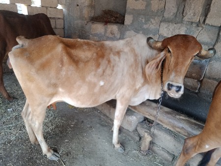 ગાય વેચવાની છે