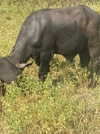 પાડો વેસવો 👑