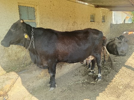 ગીર ક્રોસ