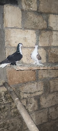 નકાબ એકટીવ પઠા સીરાજીએકટીવ પઠા