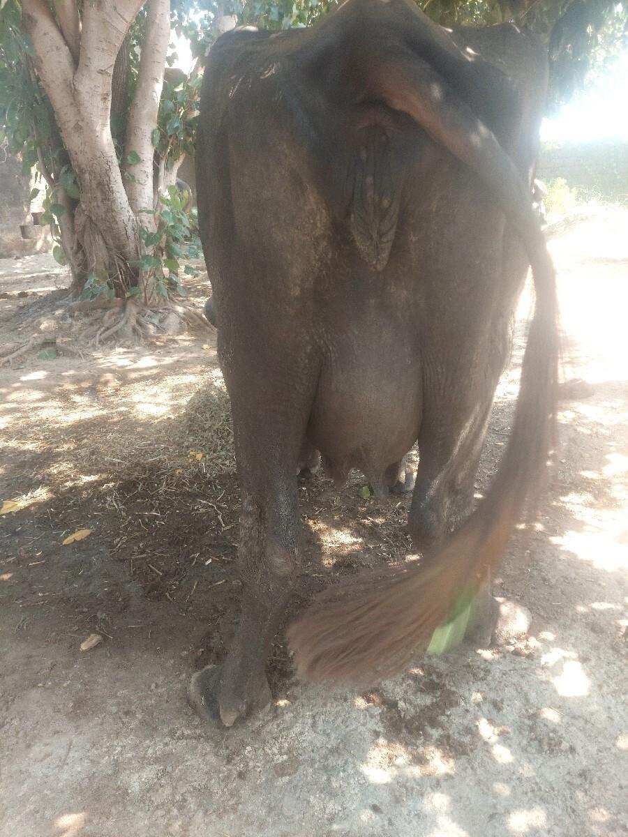 3 વેતર ભેસ વેચવાની છે