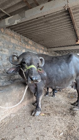 mahina divsh ni kachi