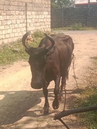 HF ક્રોસ ગાય વેચવાની છે