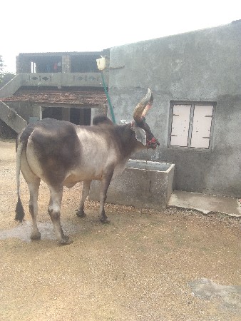 બળદ