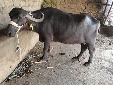 છ દિવસ ચાર ચાર 4લીટર દૂધ