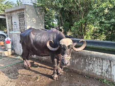 15 કાચી