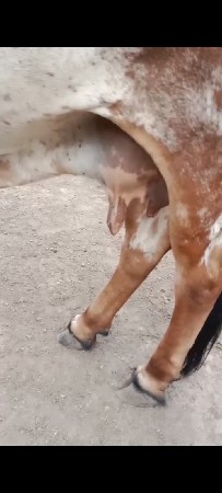 4ગાયો વેશવાની સે 4રેય ગાયોગાભણ