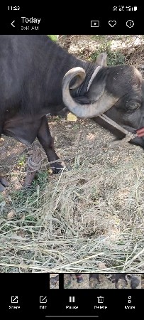 ભેંસ વેચવાની છે