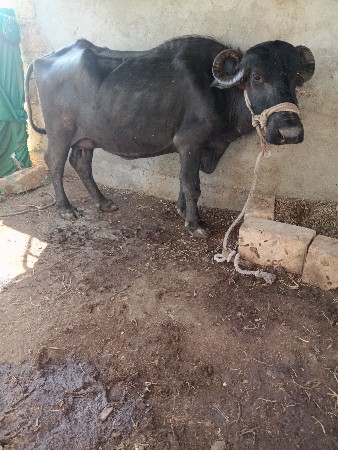 ભેંશ