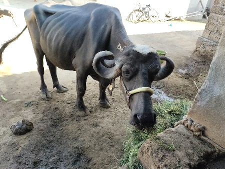 ચાર ચાર4 લીટર દૂધ પી એલ વી થ્રી વે