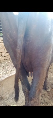 પેલવેતરી ભેંસ વેચવાની છે.