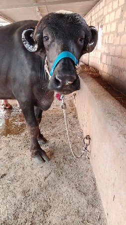 જાફરાબાદી ભેંસ વેચવાની છે