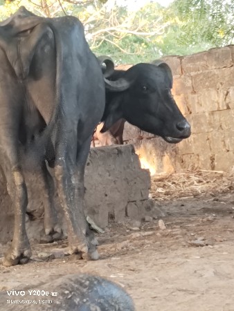 વેસવાનીછે 15.20દીવસ ની‌ કાચી છે