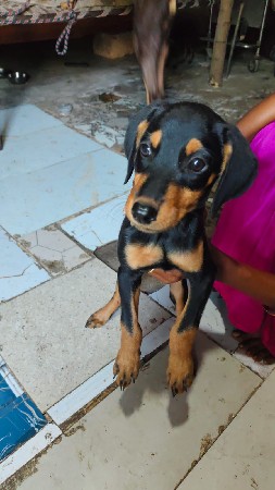 ડોબરમેન
