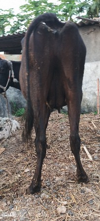 એચ એફ ઞાય વેચવાની છે