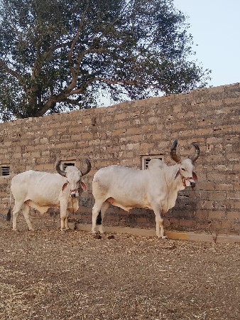 બળદ વેશવાનો છે
