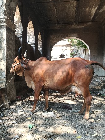 ગાય વેચવાની છે