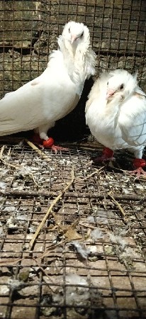 નકાબ પોસ જોડી