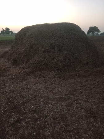 આઠ વીઘા નો સુપર માંડવી પાલો