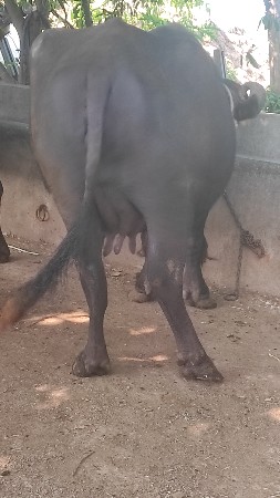 ભેંસ વેચવાની છે