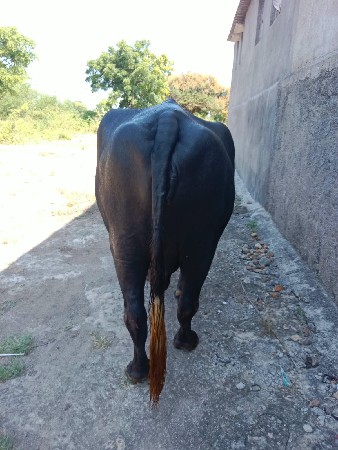 ભેંસ વેચવાની છે