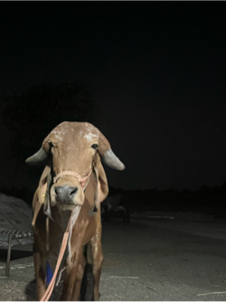 Gir hodki 3 varani cha