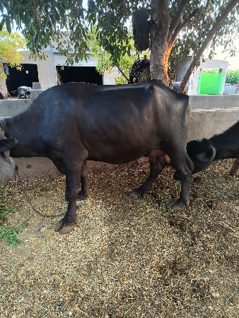 vechvani chhe