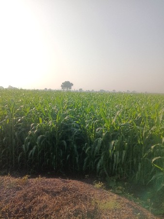 લીલી મકાઈ વેચવાની સે
