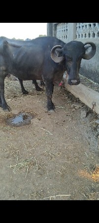 પેલું વેતર