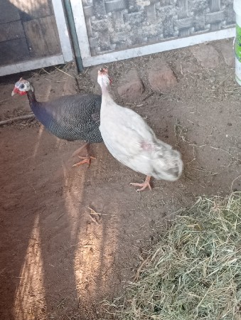 લતીબ. ભાઇ