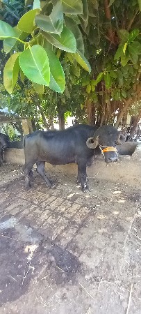 પાડો