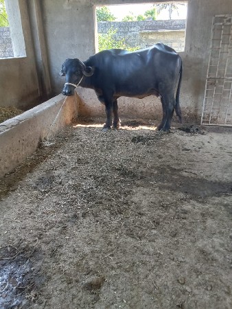 પેલું વેતર