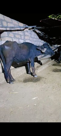 4 દાતે ખડેલી વેચવાની છે