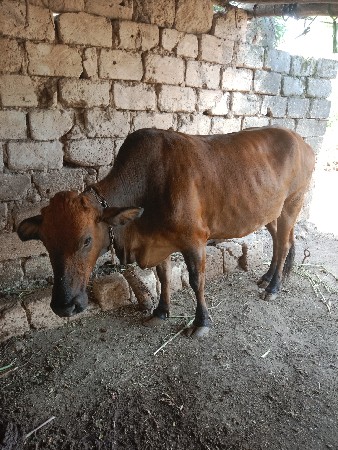 વેચવાની છે