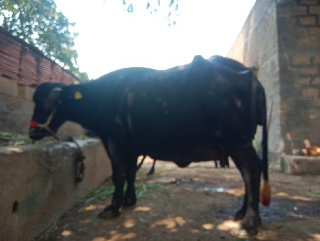 ભેંસ વેચવાની છે
આઠ દિવસની કાચી છે