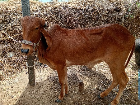 વાસડી વેચવા ની છે
