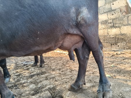 ભેંસ વેચવાની છે
