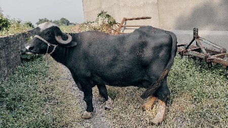ભેંસ વેચવાની છે