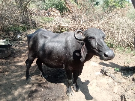 ભૅસ ૧૫ દિવસ ની કાશી છૅ