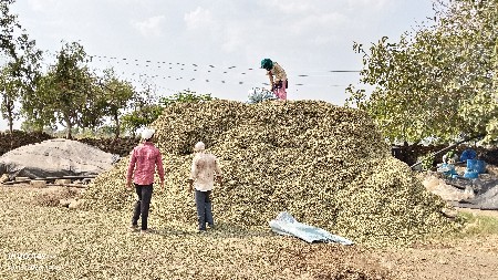 મોગોટુ ને સાર