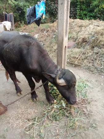 જાફરાબાદી ખડેલી વેચવાની છે સાટા