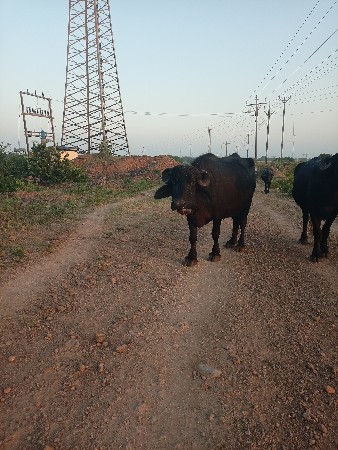 જેમલસીભાઇ