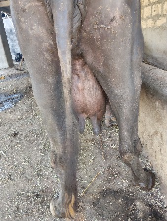 bhes vechavani