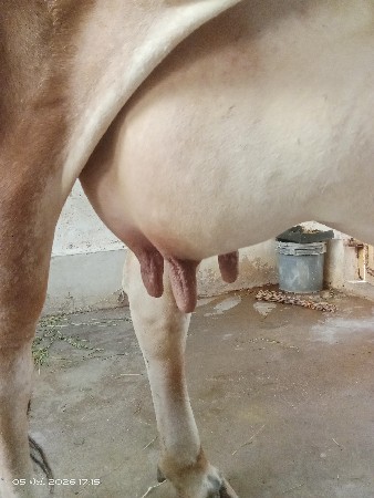 ગાય વેચવાની છે