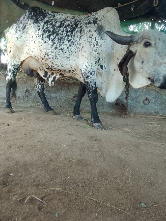 ગાય વેચવાની છે