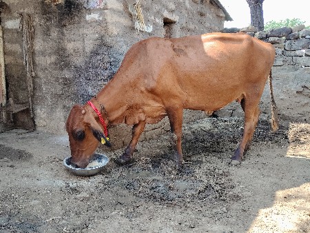 ક્રોસ ઓળખું વેચવાનું છે