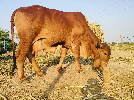 ગીર વાસડી વેસવાની છે