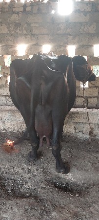 bhes vecvani che